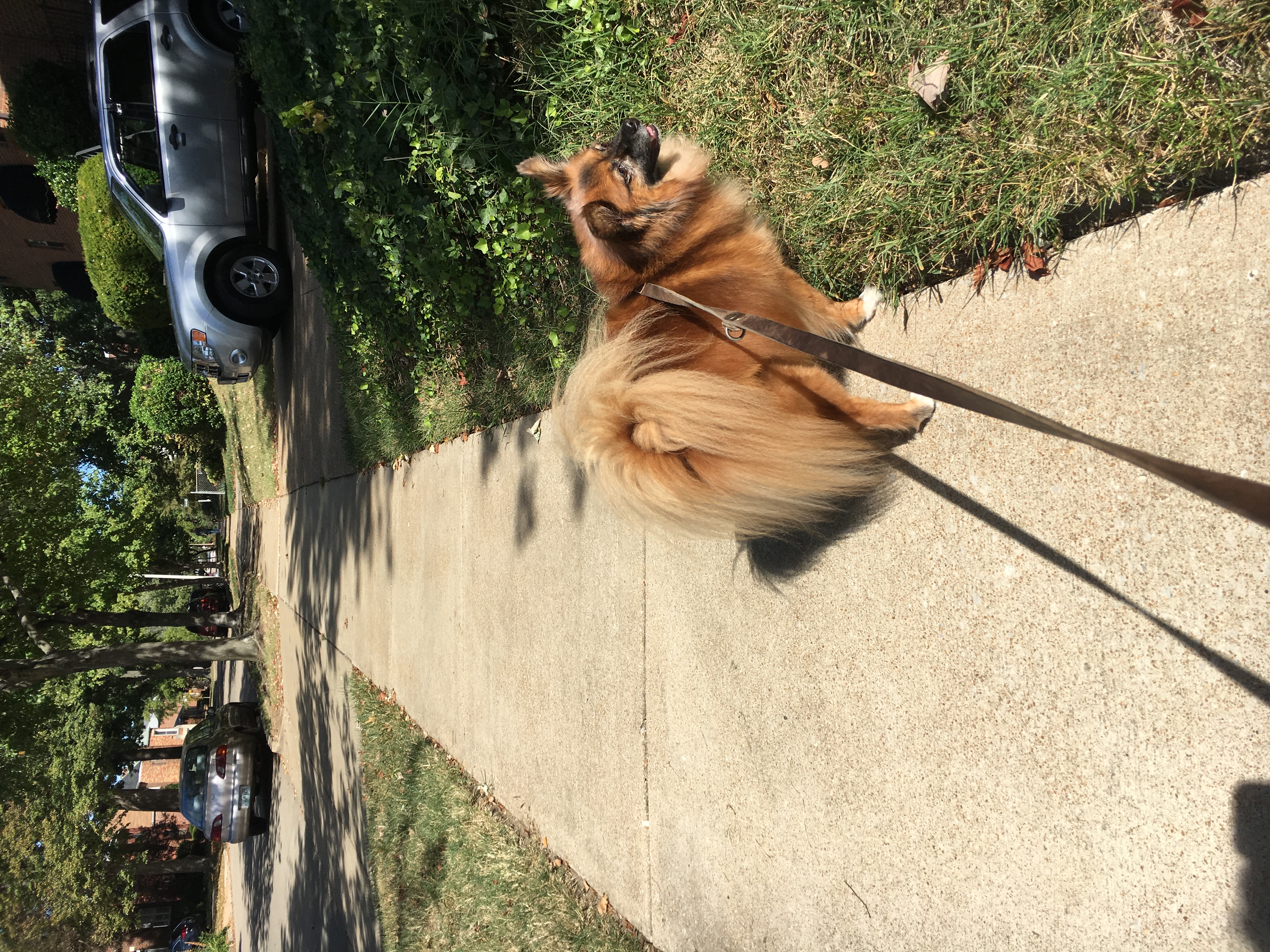 Fluffy dog on a leash walking down a Clayton neighborhood sidewalk