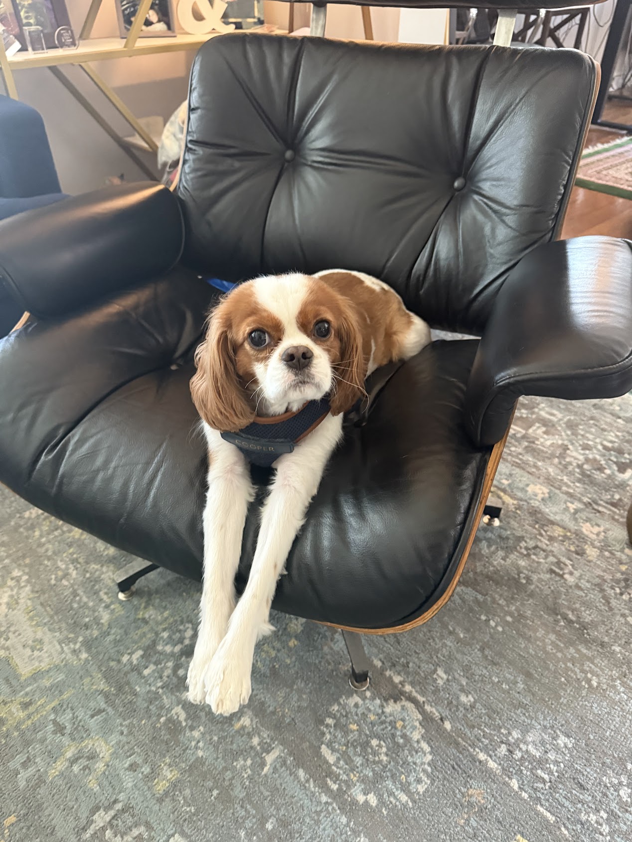 Cavalier King Charles Spaniel relaxing on a chair during a drop-in visit