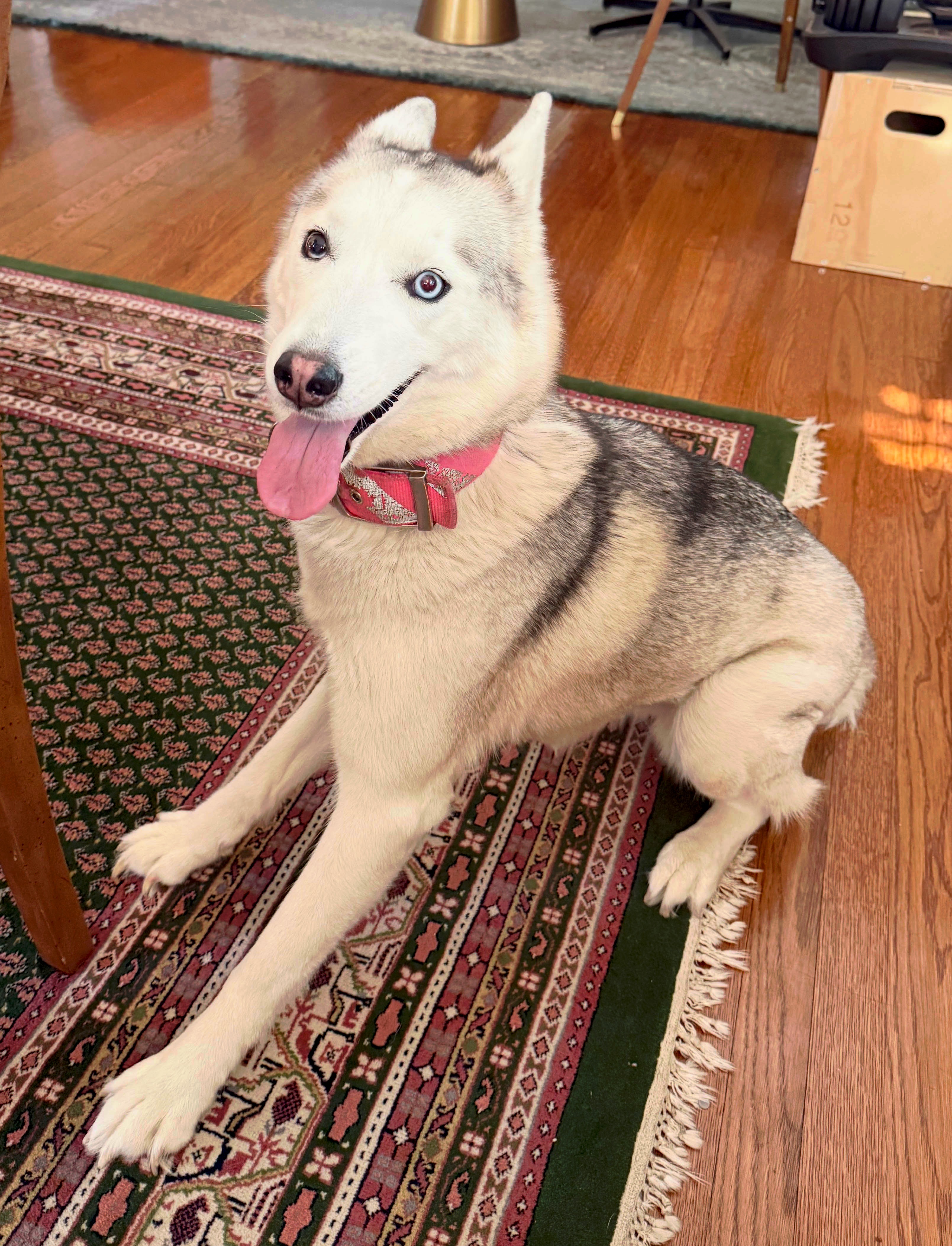 Snowflake, a beautiful Siberian Husky with heterochromia, relaxing on a rug