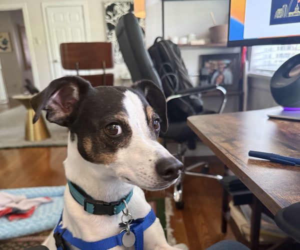 Content dog during a drop-in visit at home in Clayton, MO