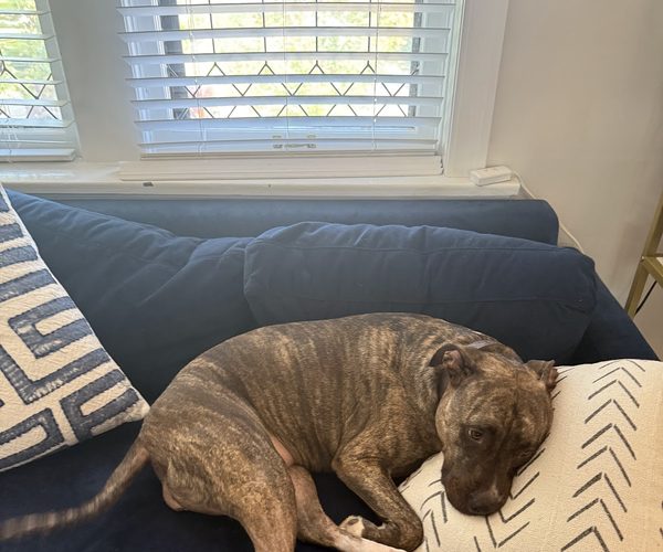 Relaxed dog resting at home during an in-home sitting visit