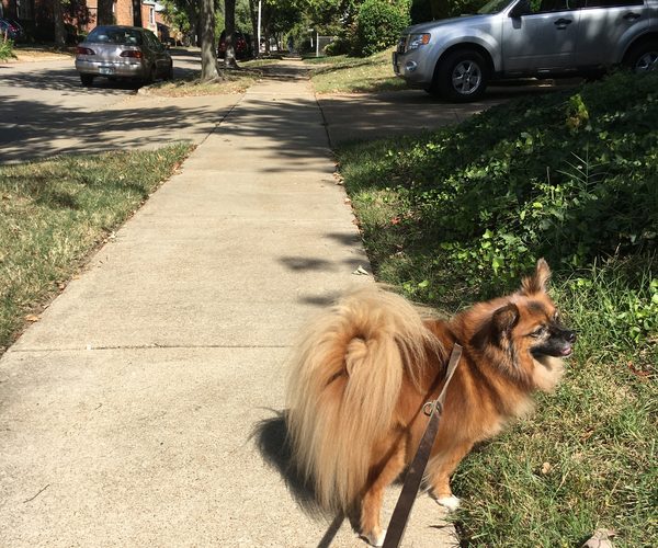 Happy dog on a leash during a neighborhood walk in Clayton, MO